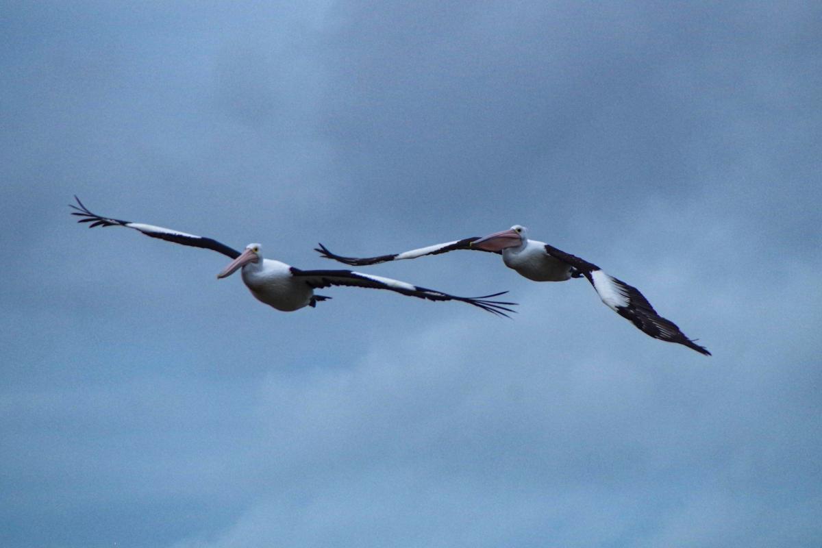 Pelicans Two pelicans flying side by side.