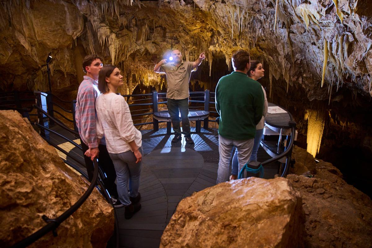 Group standing on platform inside Ngilgi Cave. Guide using torch to highlight stalactite formation hanging from roof to their right. 