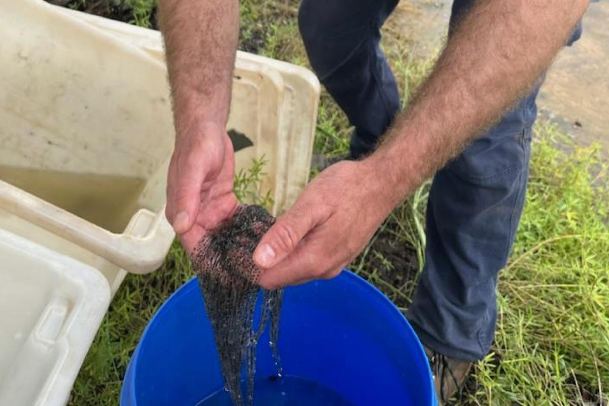 Hands holding cane toad eggs.