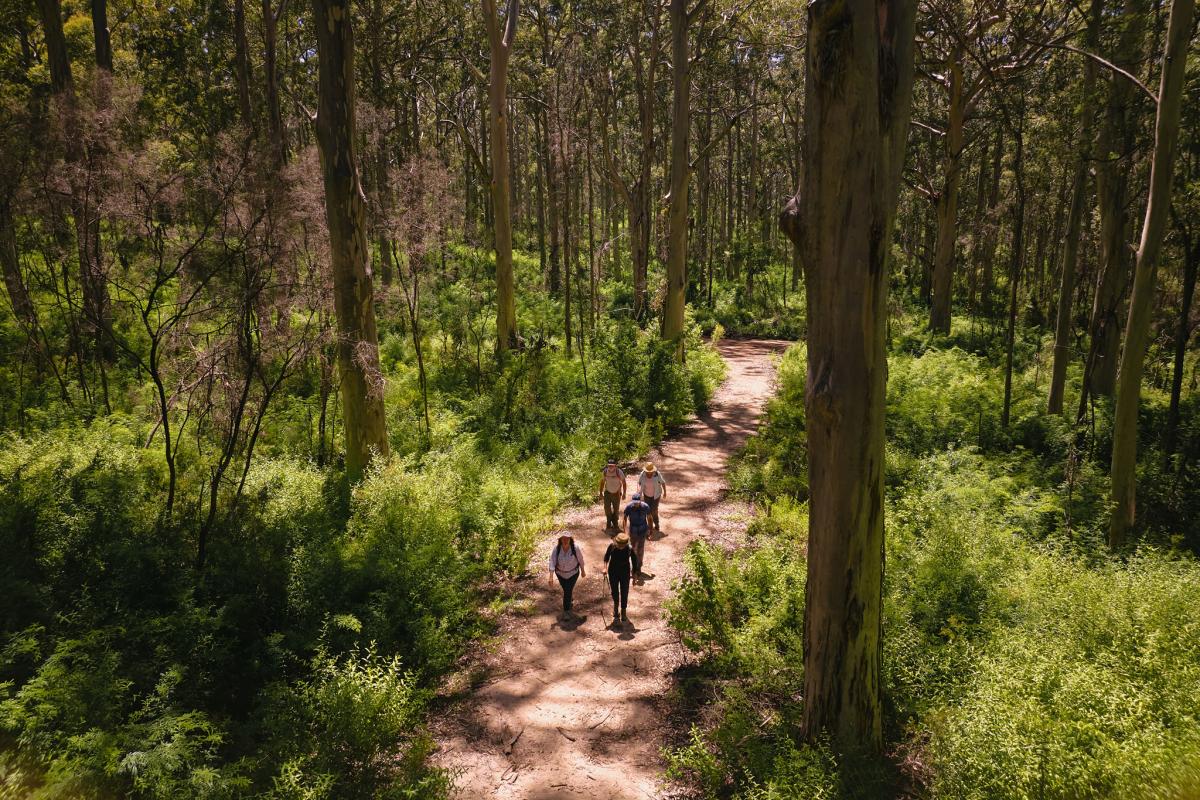 Group of hikers walking through Boranup Forest. 