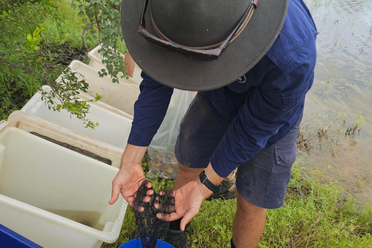 Close up of a person bending over a bucket holding black slime that is a clutch of cane toad eggs. 
