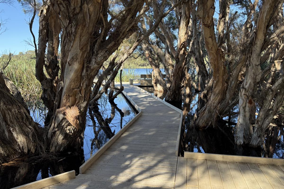 Boardwalk leading over a lake surrounded by paperbark trees. 