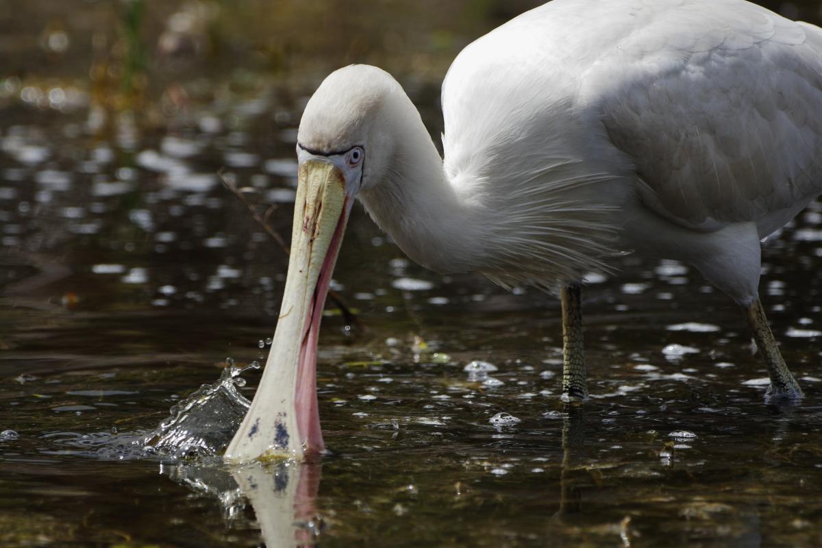 White biord with large spoon shaped beak standing in water. 