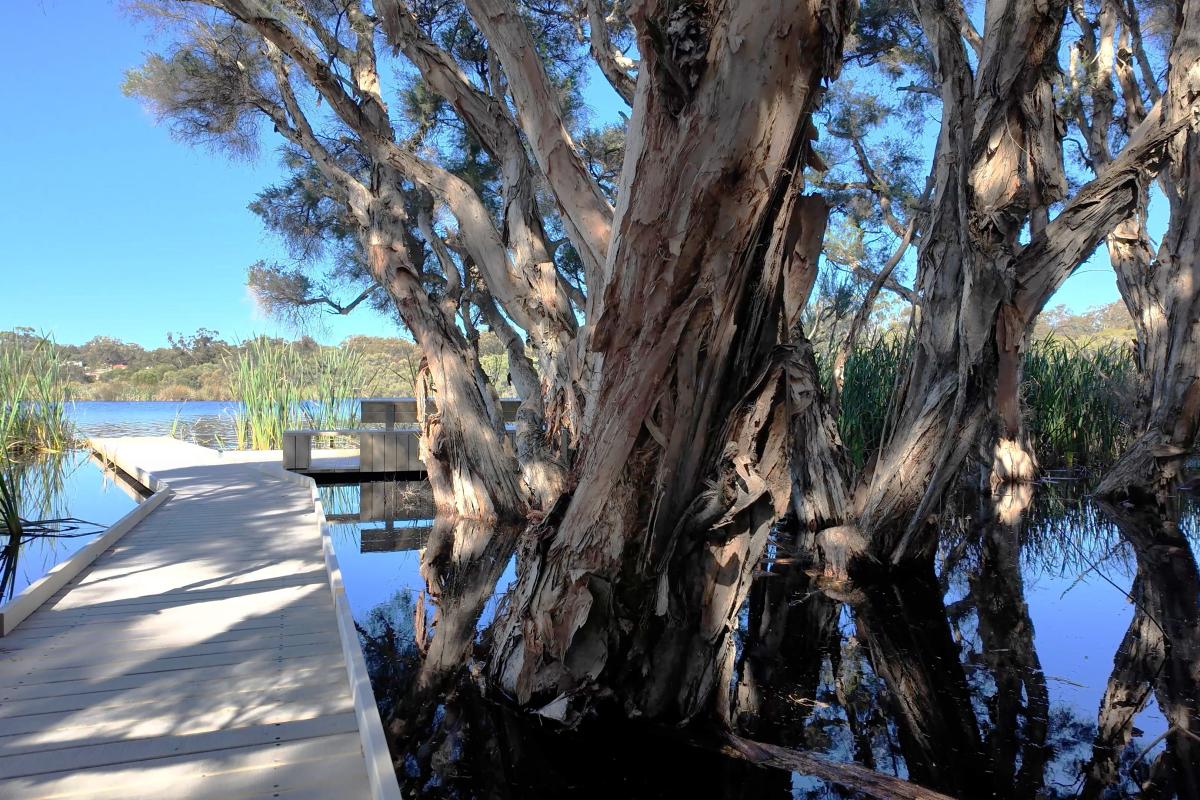 Boardwalk leading out over a lake surrounded by paper bark trees.