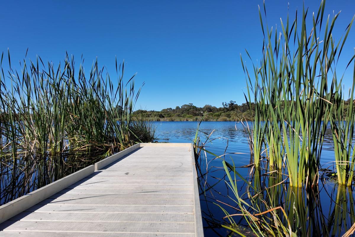 A boardwalk over a lake surrounded by tall grass. 