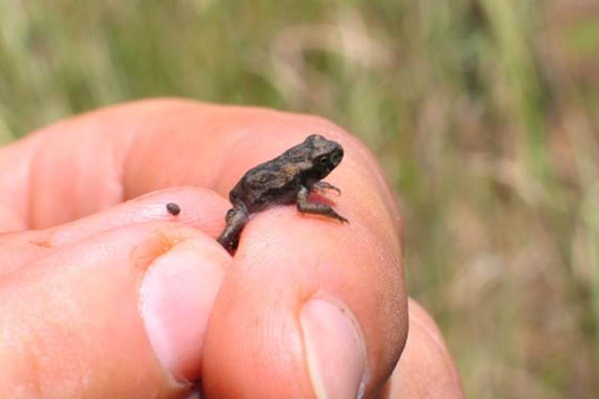 Close up of a person's hand holding a small dark coloured toad. 