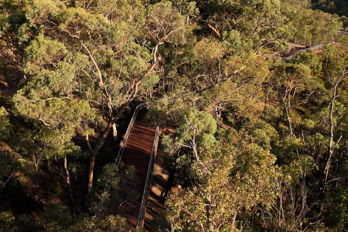 Aerial view of walkway surrounded by trees. 