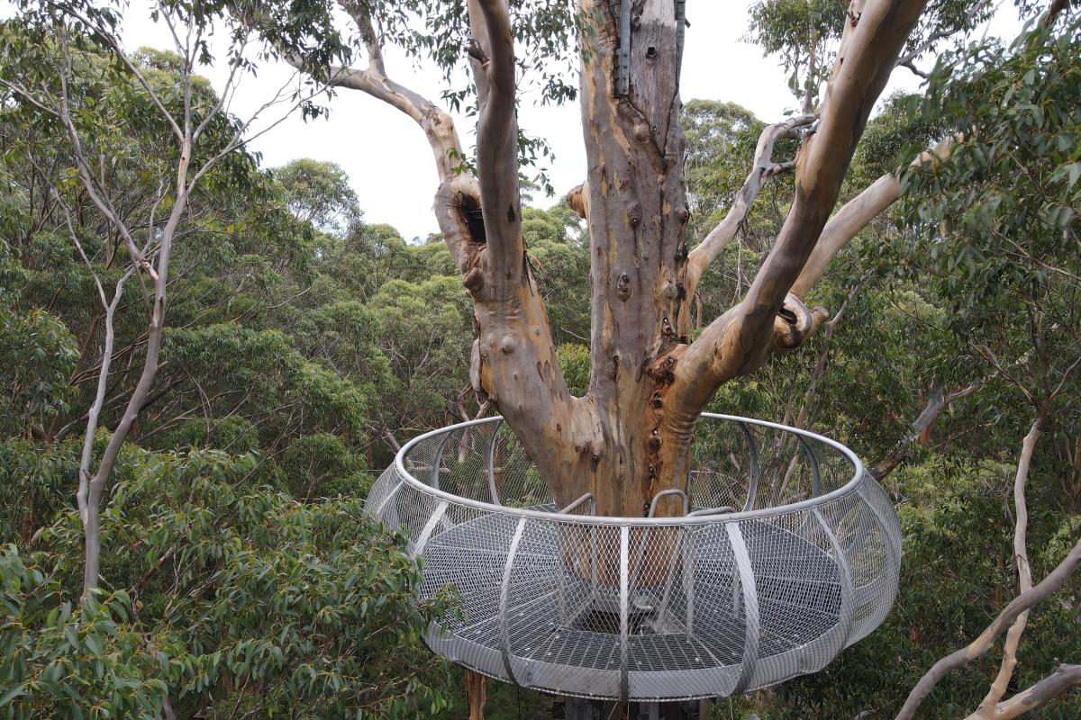 Metal structure for standing on around a tree trunk. 