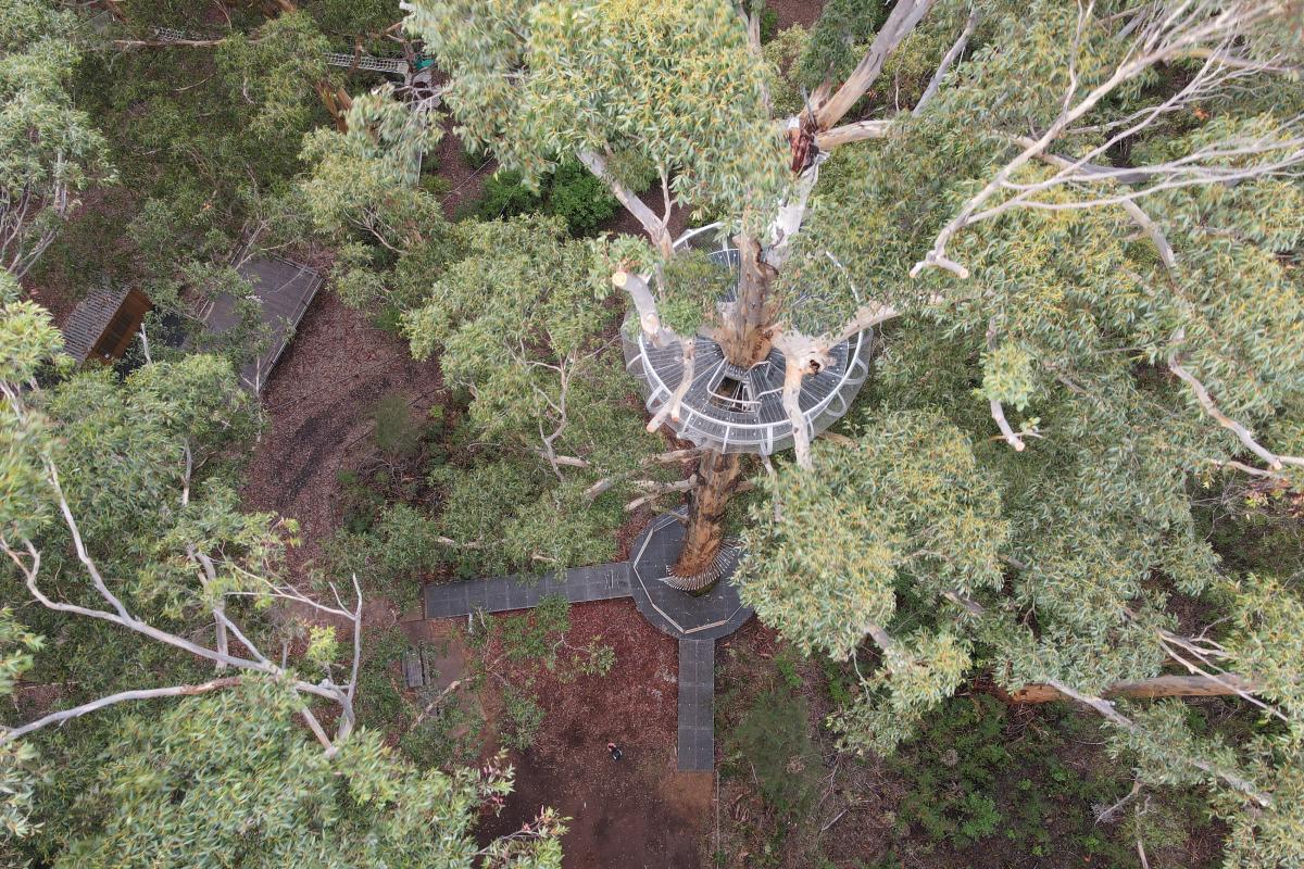 Aerila view of trees and pathways. 