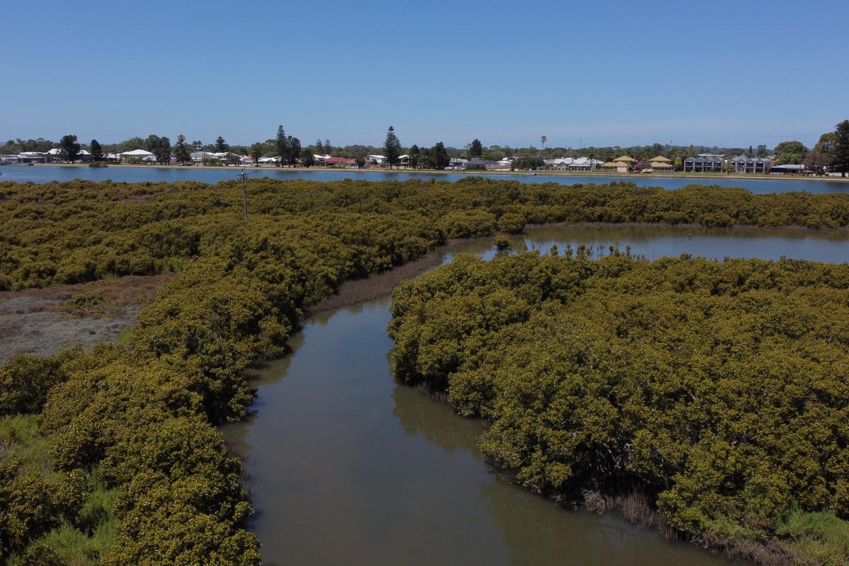 View of boardwalk over shrubs and water. 