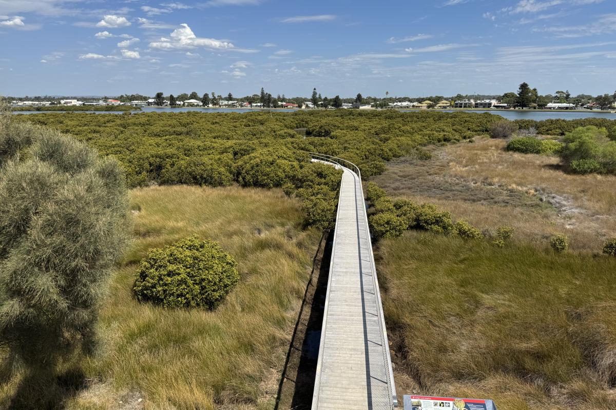 View of boardwalk over shrubs. 