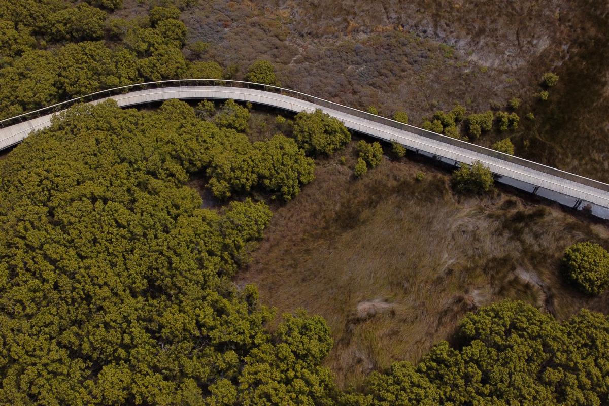 Aerial view of boardwalk over shrubs and water. 