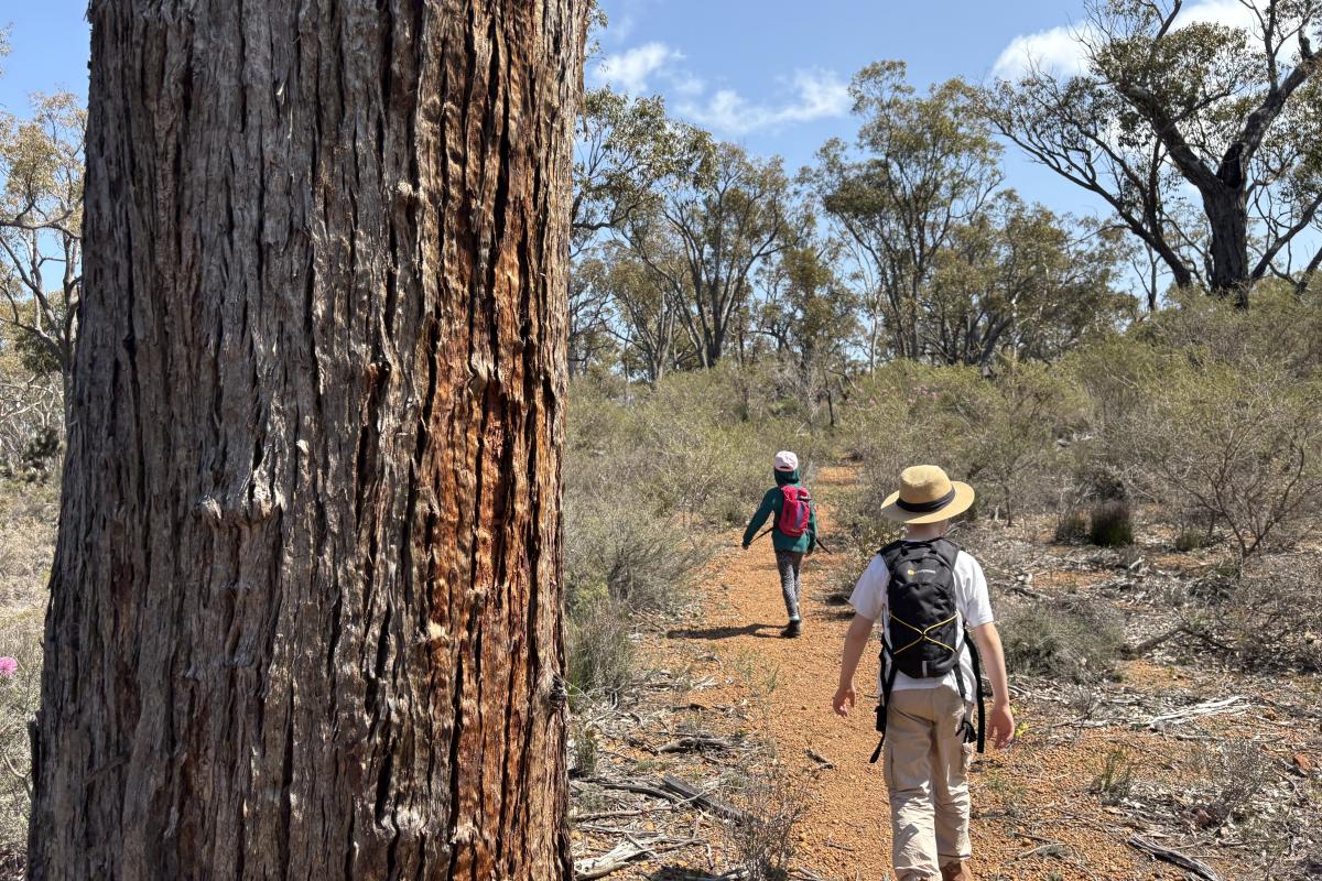 People walking through bush on a trail. 