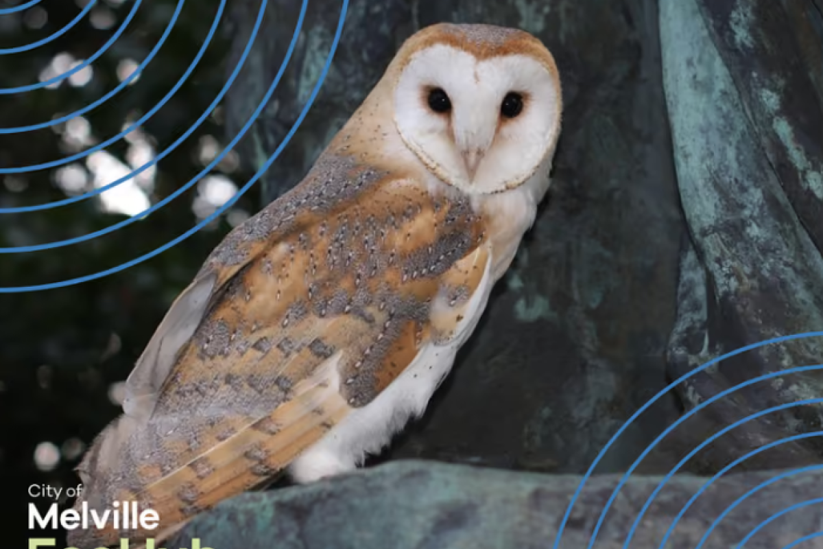 An owl on a promo poster for Birds of the Night acitivity. 