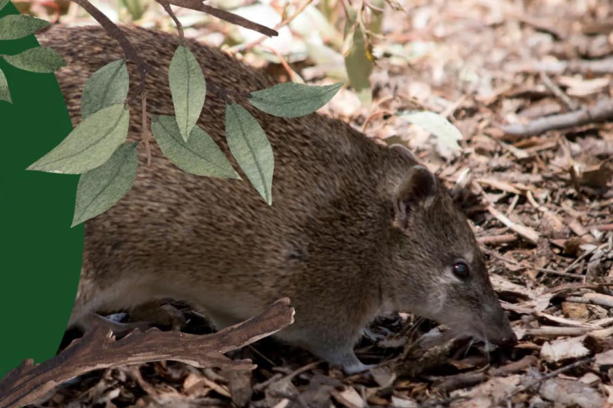 Close up of a small brown marsupial. 