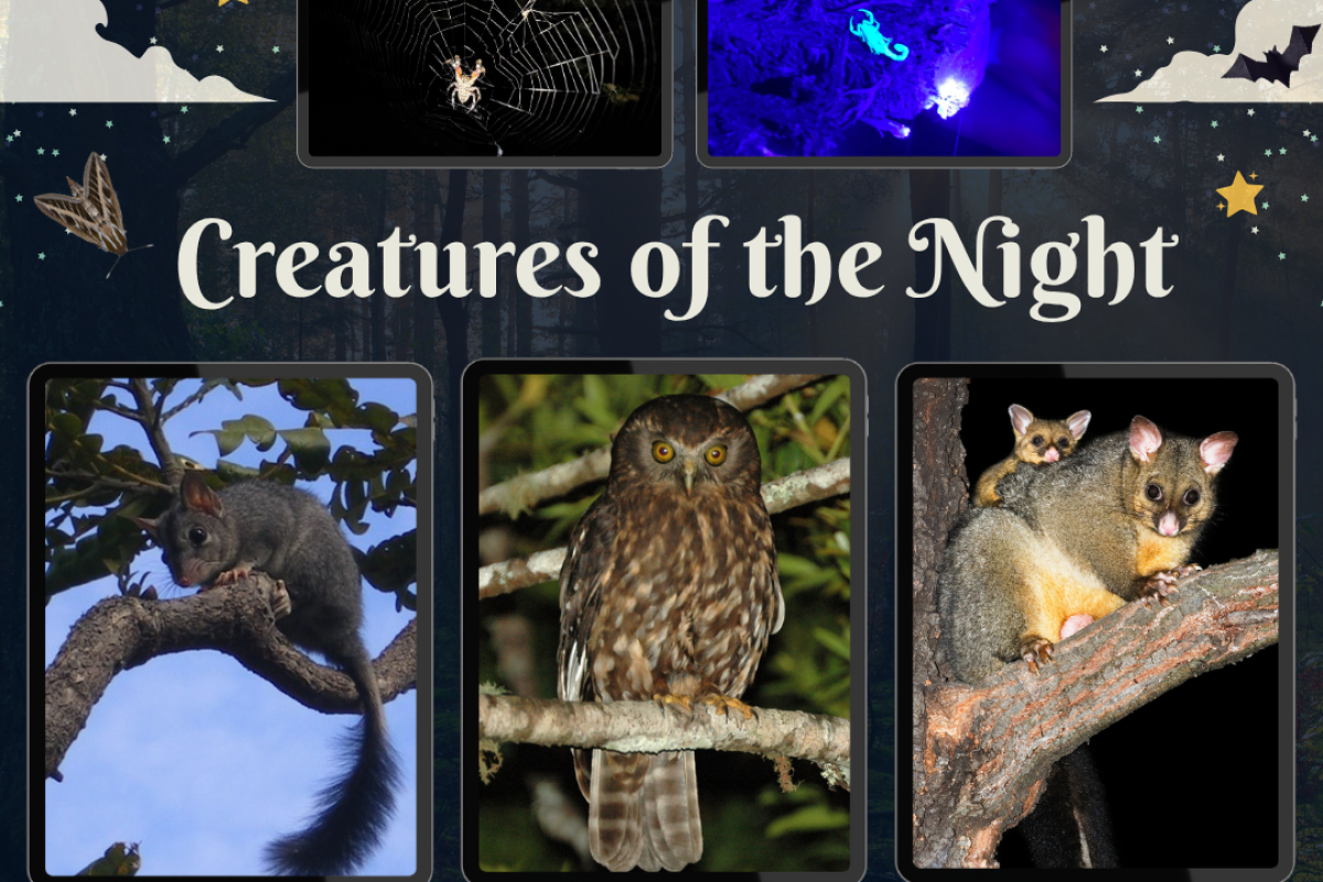 Promo for creatures of the night activity
