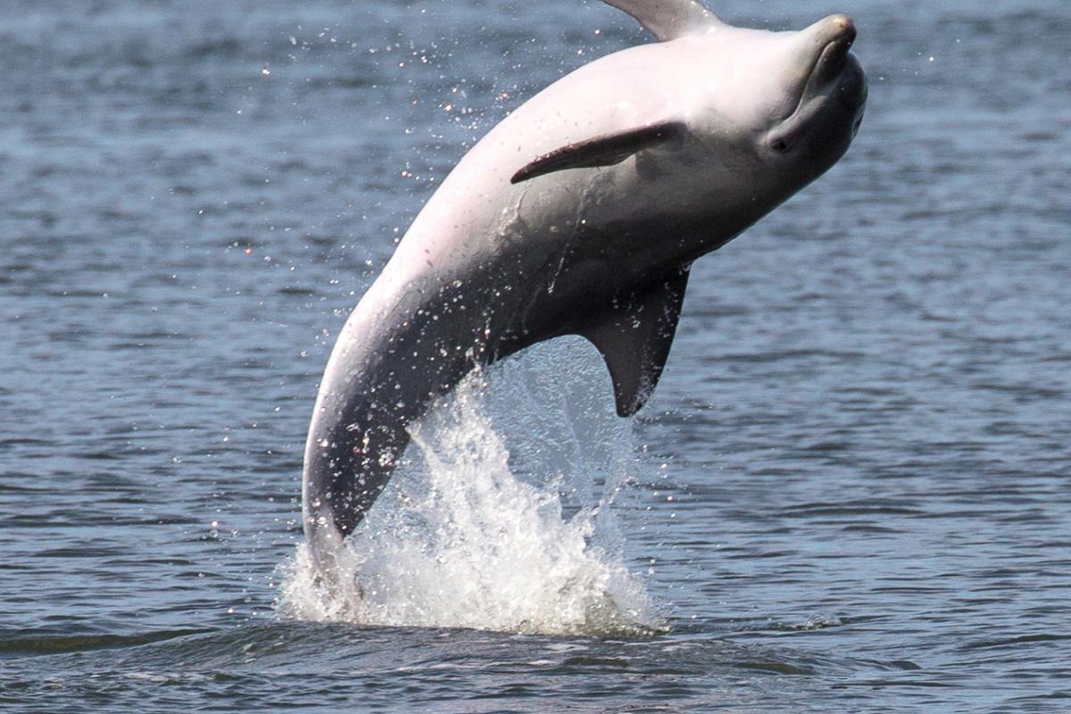 Dolphin leaping out of the water.