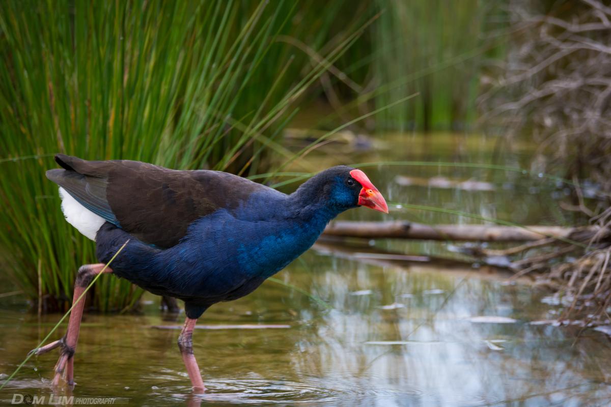Blue and black waterbird walking in water. 