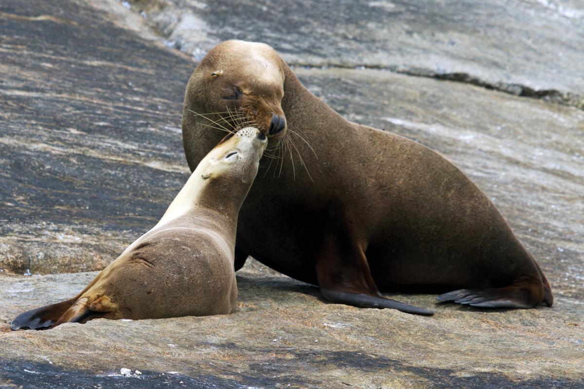 Two seals, one is much larger than the other, touching noses while sittiing on rocks. 