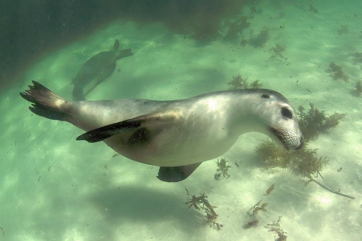 Sealion swimming underwater. 