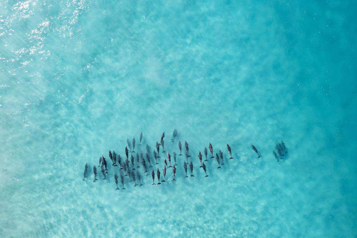 Aerial view of an animal swimming underwater.