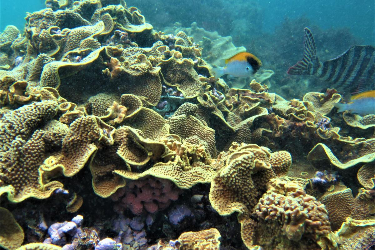 Coral underwater. 