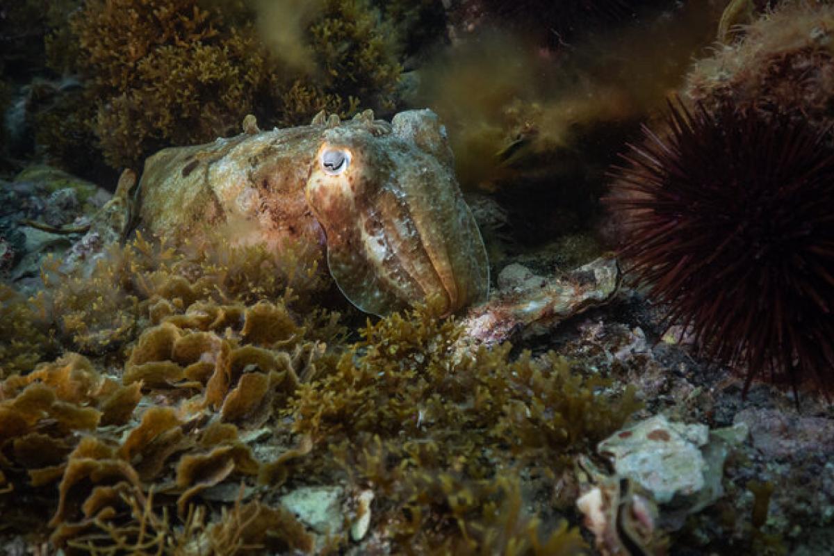 Cuttlefish swimming underwater. 