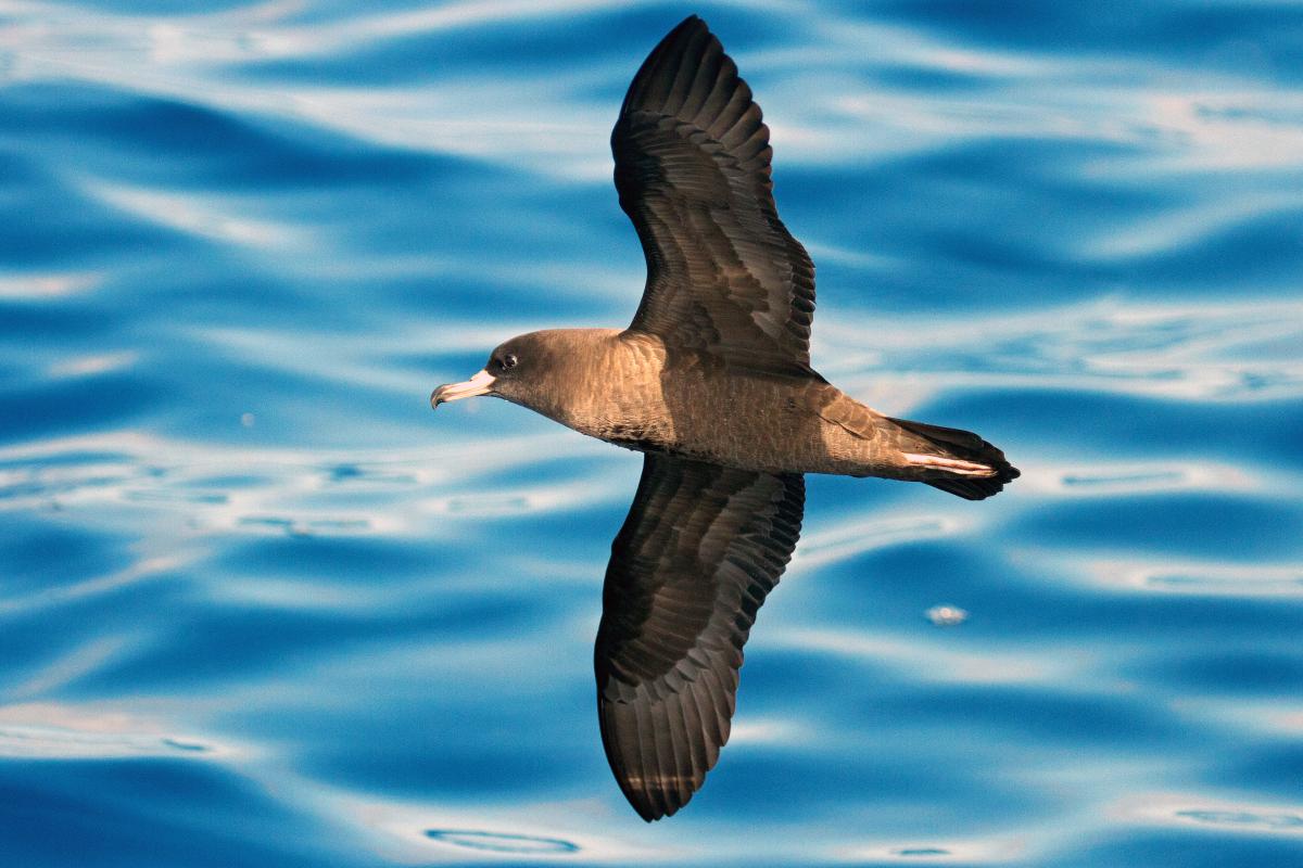 Bird flying above the ocean.