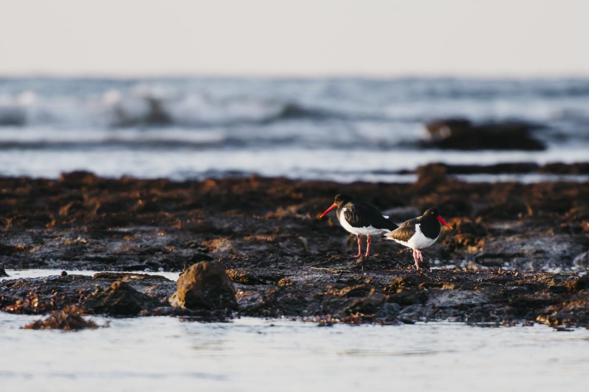 Small black and white birds on a beach. 
