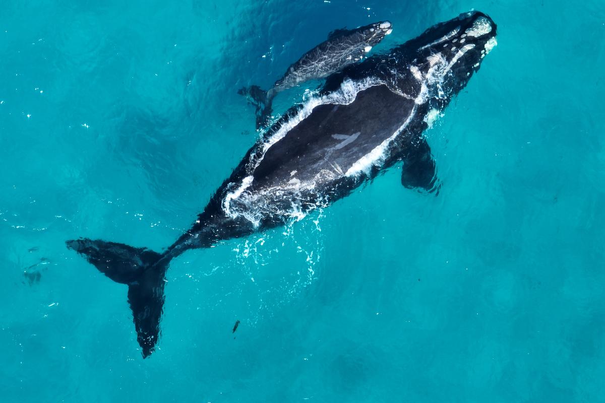 Aerial view looking down on a whale and calf swimming in clear blue water. 