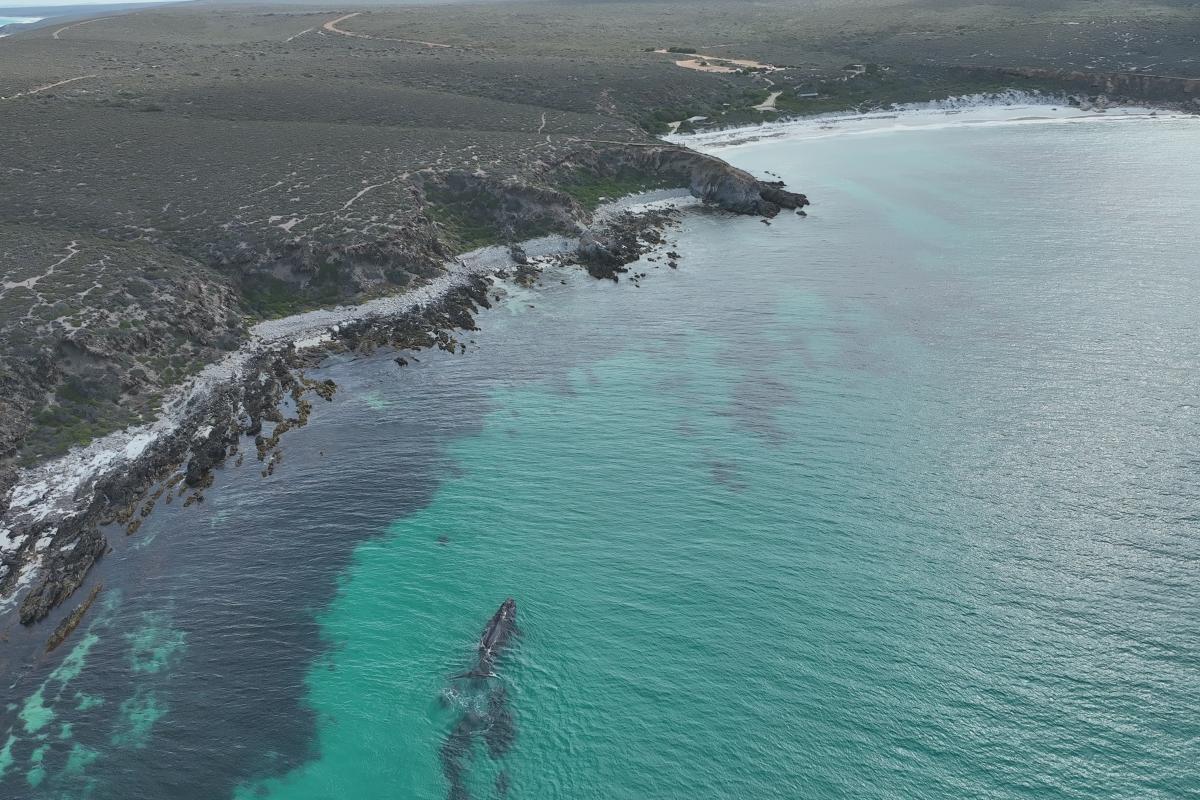 Aerial view of whale swimming in clear blue water near the coast. 