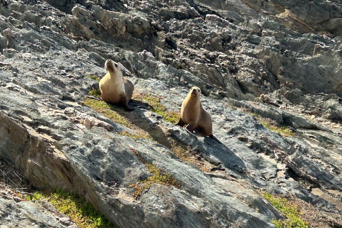 Sealions sitting on rocks. 