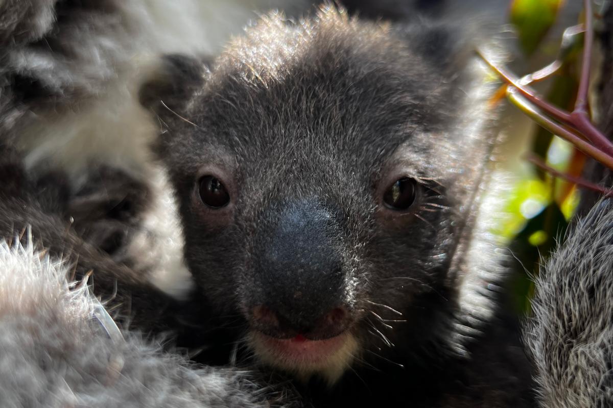 Close up of a joey koala.