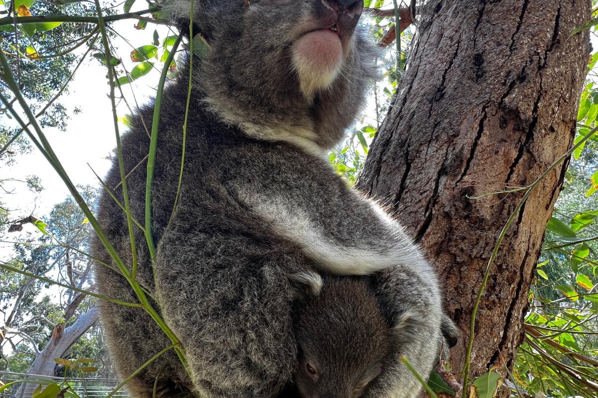 Joey koala sitting on koala mum in a tree.