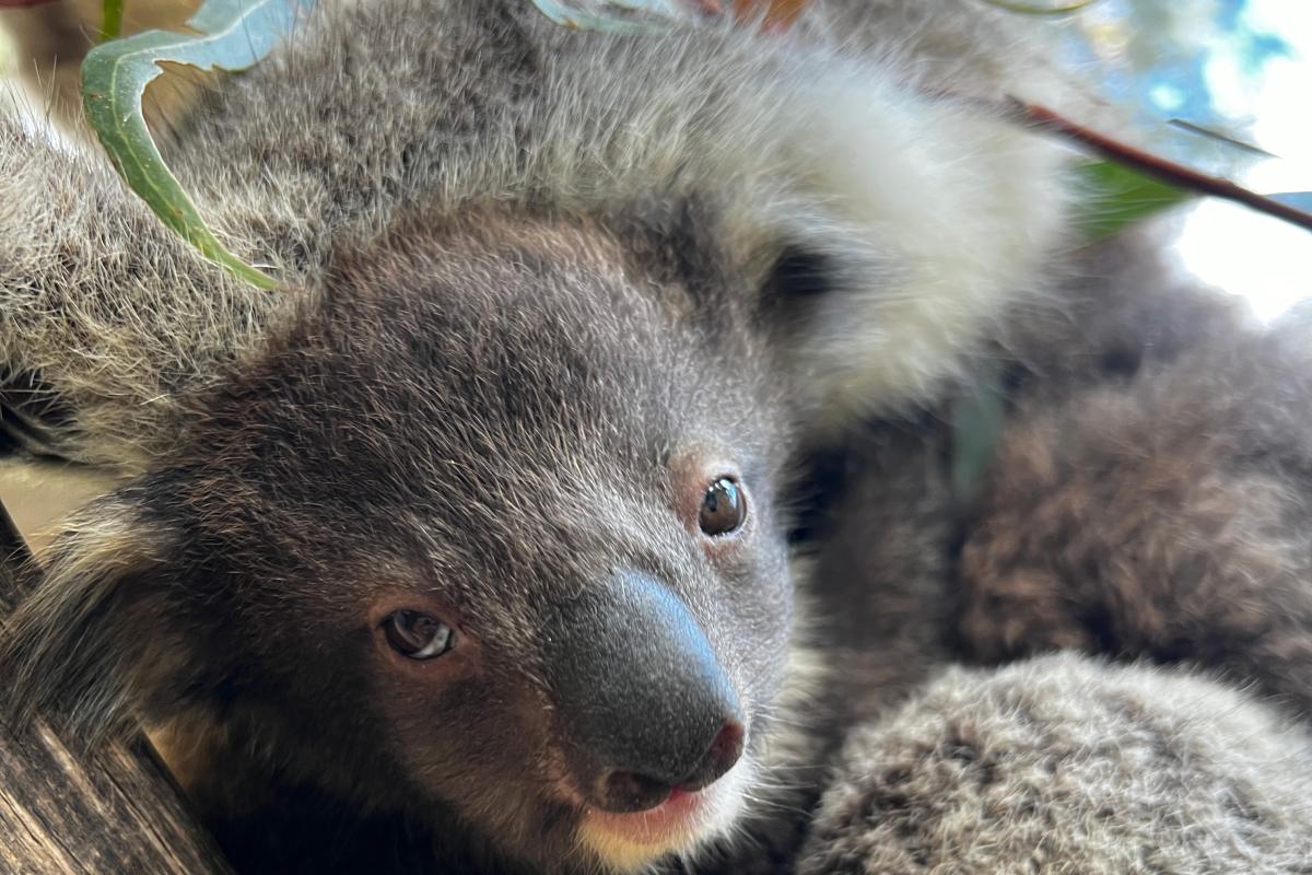Close up of a joey koala.
