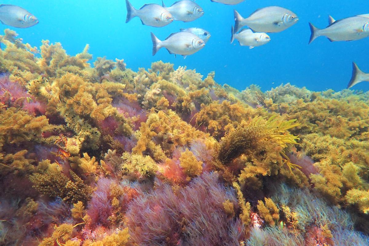 Underwater coral and fish. 