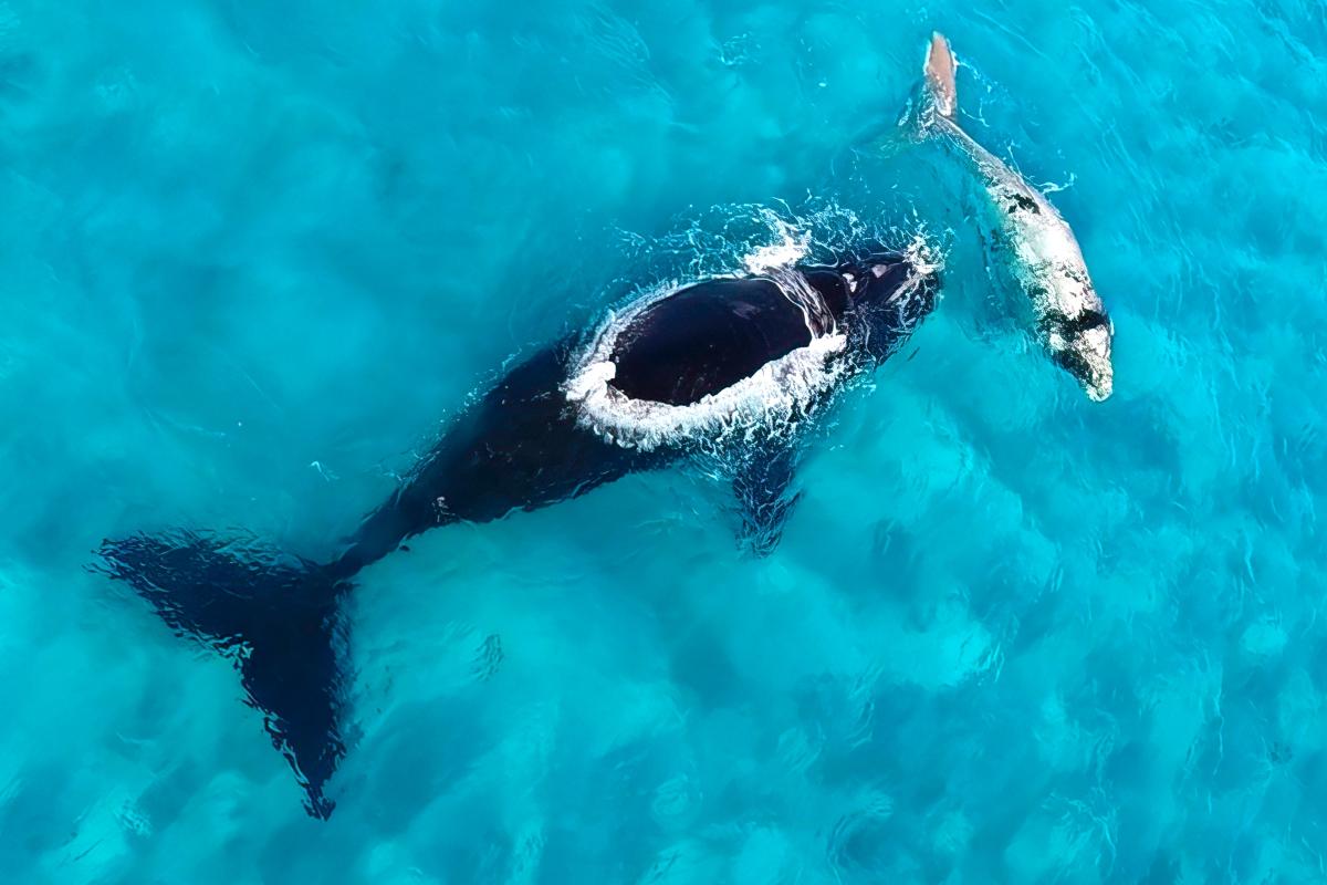 Aerial view of a mother and calf whale surrounded by clear blue water. 