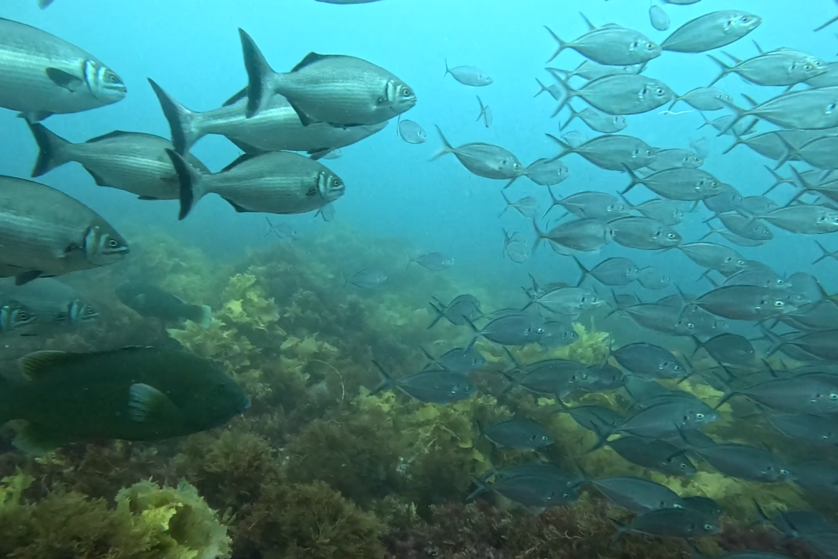 A large school of silver coloured fish. 