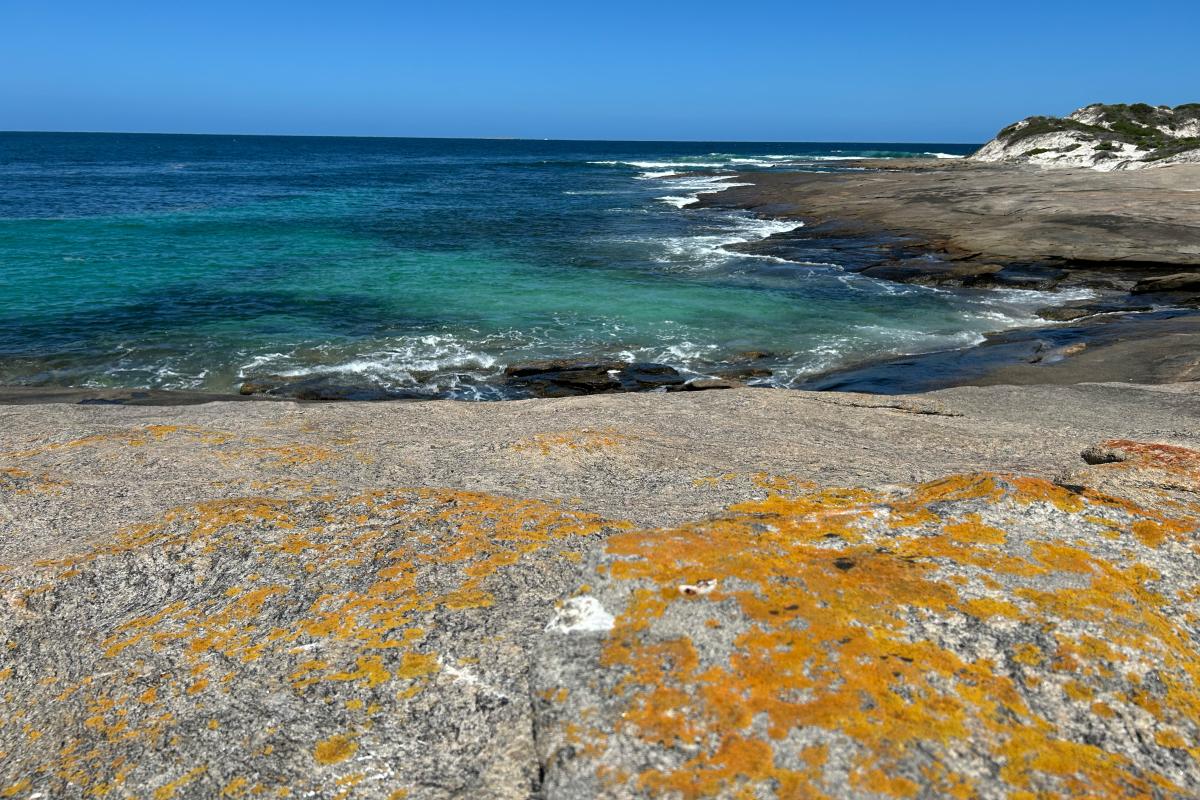 Rocks partially covered in brown moss leading down to the ocean. 