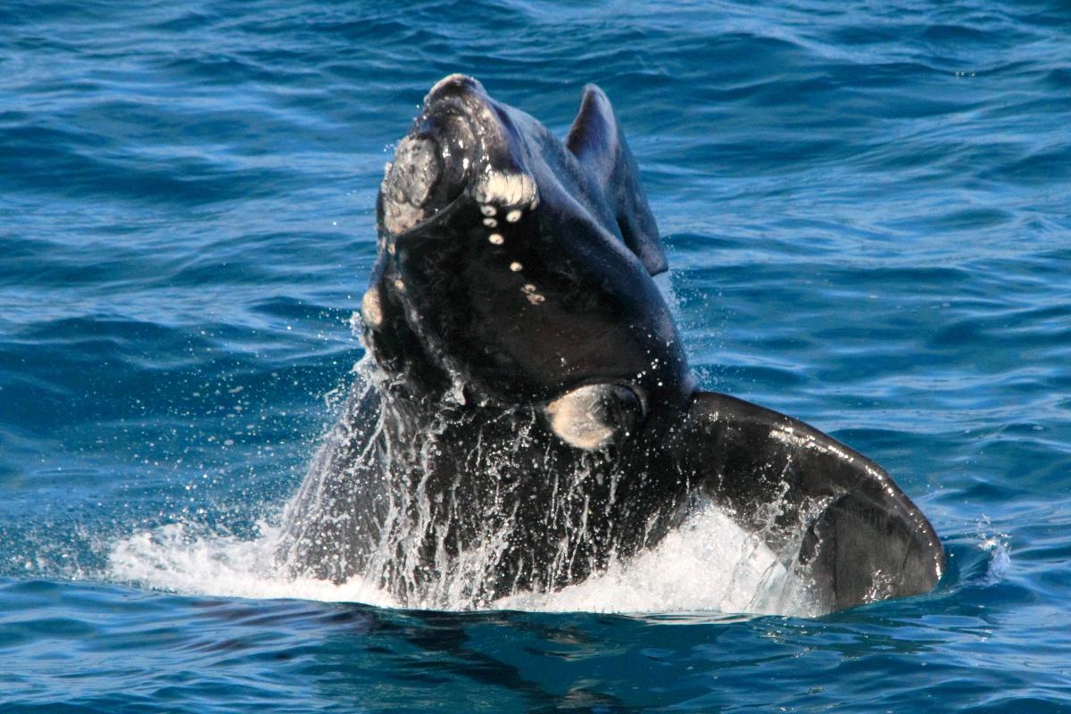 Whale breaching out of the water.